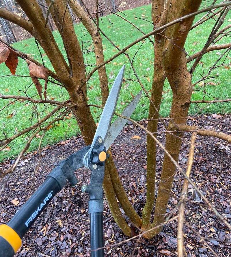 Crape Myrtle Benefits From Late Winter Structural Pruning