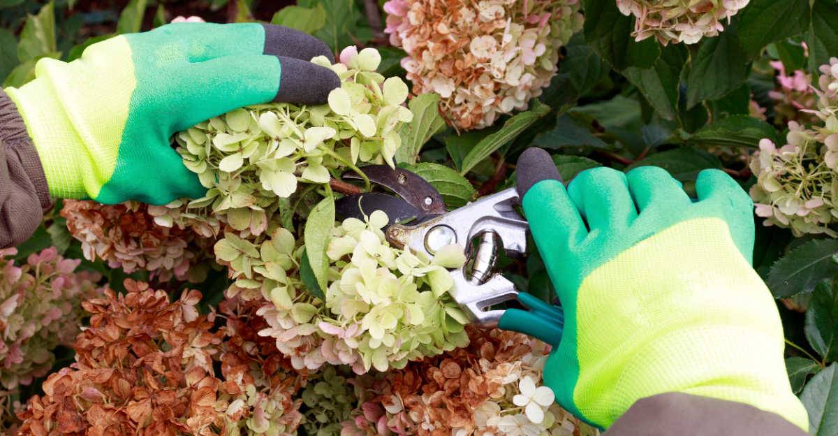 pruning hydrangea