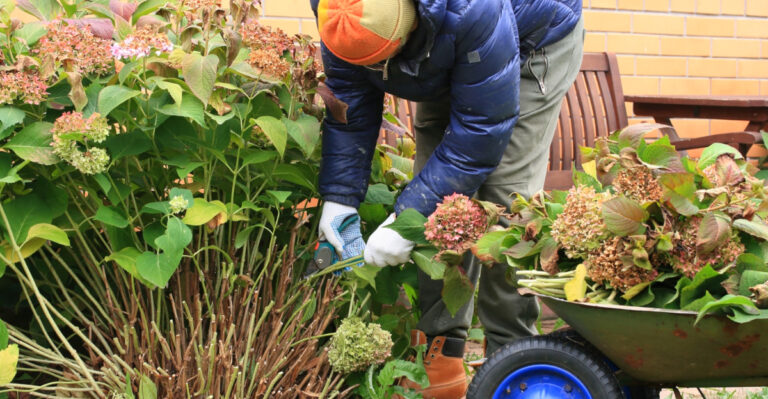 North Carolina Gardeners, Here’s How And Why To Cut Back Smooth Hydrangea Before Spring