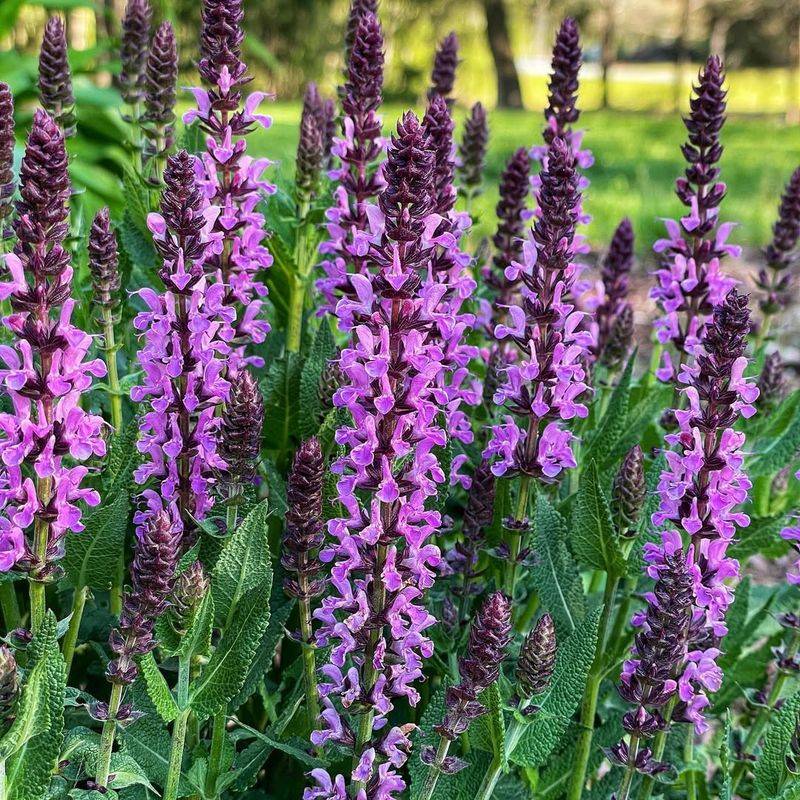 Salvia Species Standing Tall With Vibrant Blooms