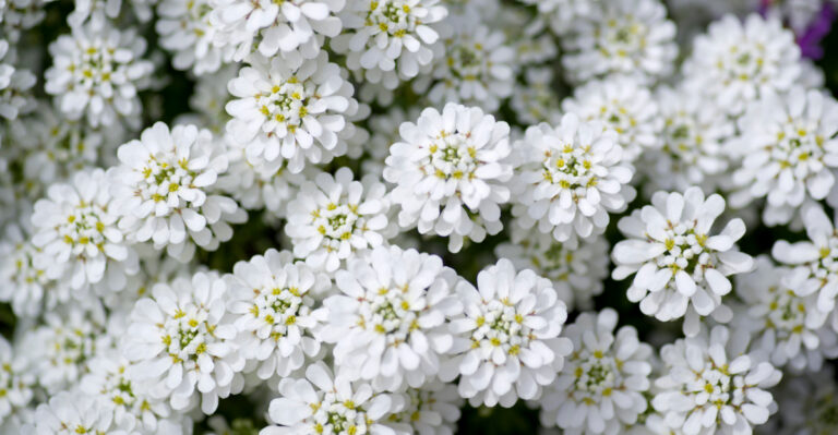 North Carolina Perennials You Should Never Prune Before Spring