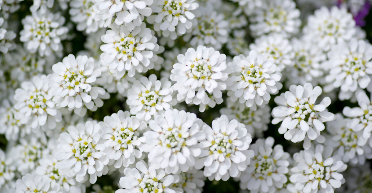 North Carolina Perennials You Should Never Prune Before Spring