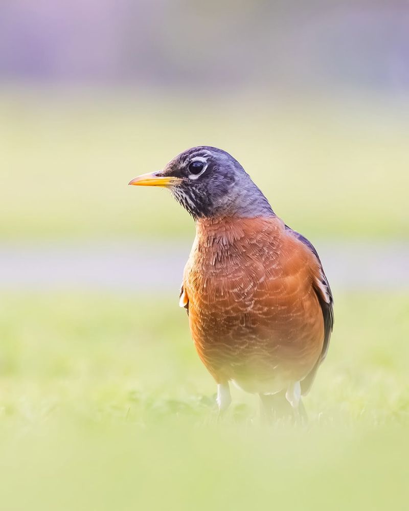 American Robin (Turdus Migratorius)