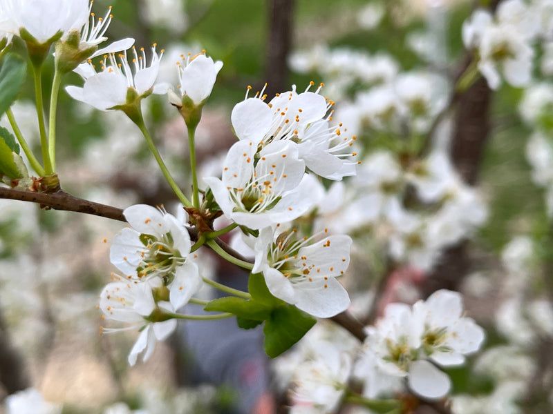 Montmorency Tart Cherry Blooms Later In Northern Michigan