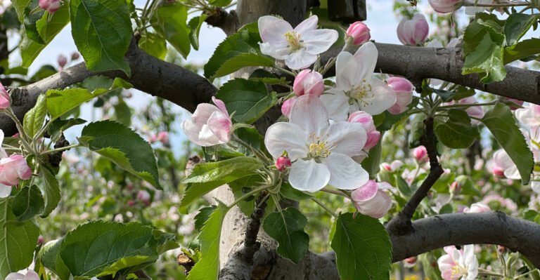 apple tree bloom