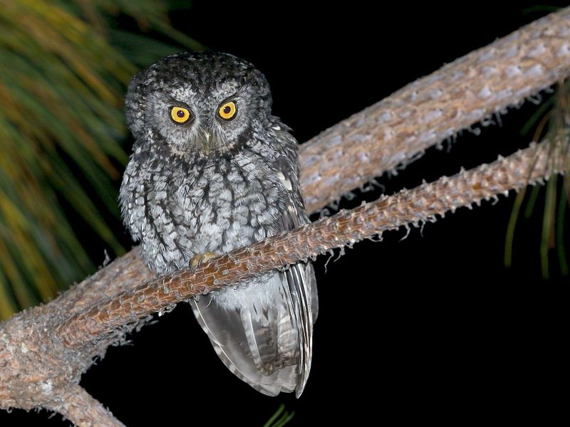 Whiskered Screech-Owl With Bold Whiskers