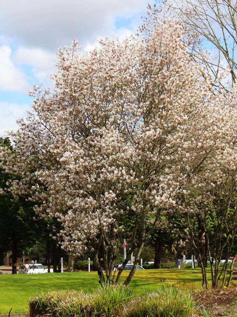 Serviceberry (Amelanchier Canadensis)