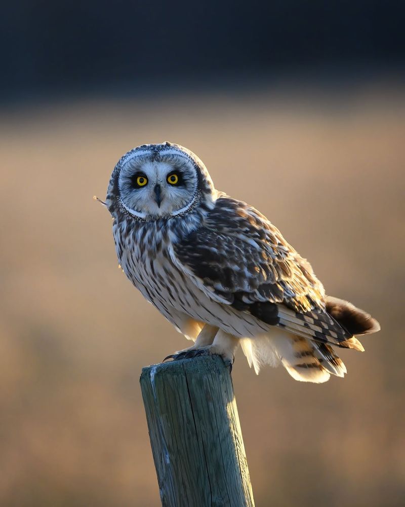 Short-Eared Owl Of Open Fields