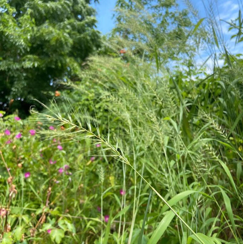 Bottlebrush Grass Adds Soft Woodland Texture