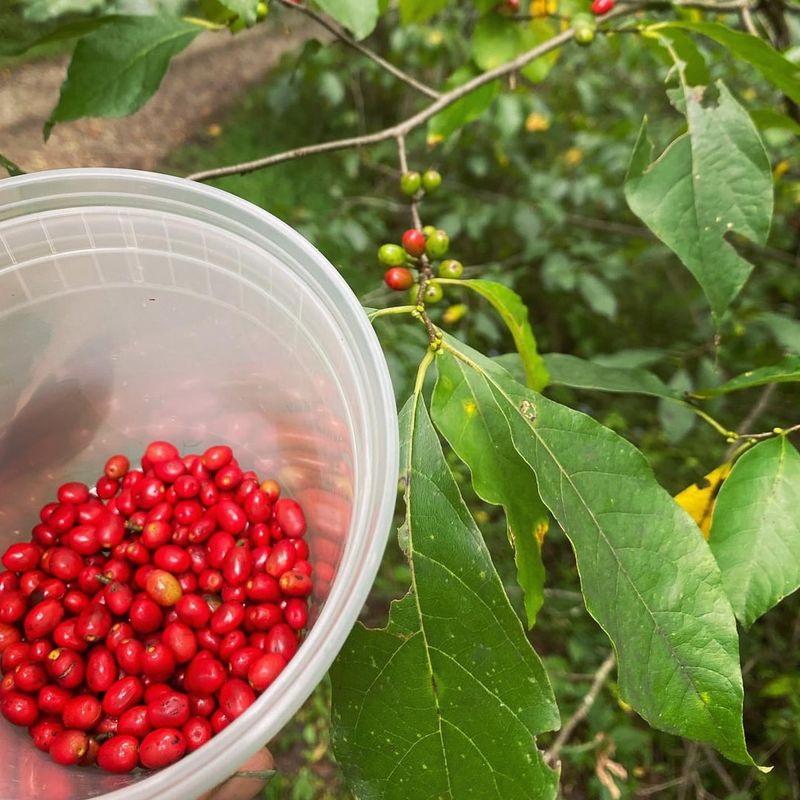 Its Leaves, Twigs, And Berries Gave The Plant More Than One Use