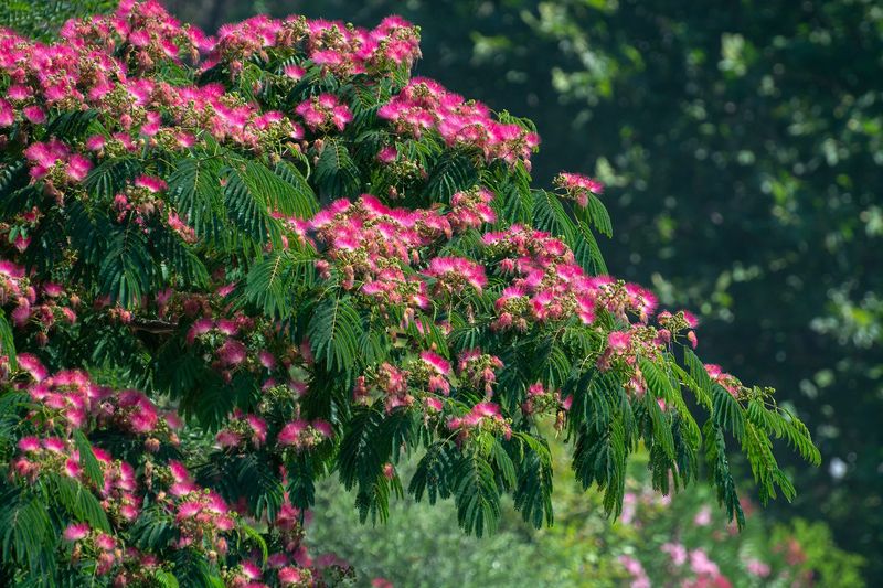 Mimosa Tree (Albizia Julibrissin)
