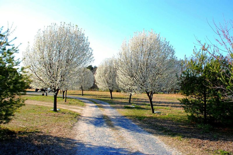 Callery Pear Spreads Beyond Yards And Becomes Problematic
