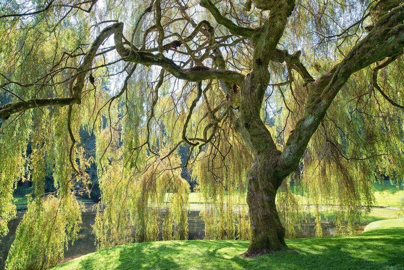 Weeping Willow Develops Aggressive Roots Near Water Lines