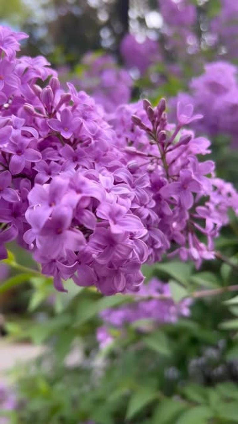 Common Lilac