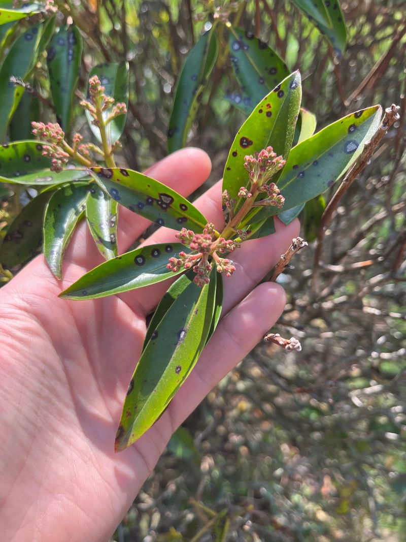 Plant Stress Or Transplant Shock