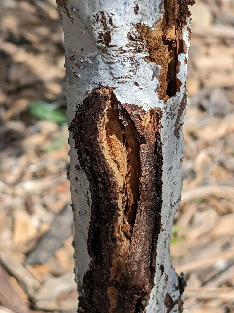 Exposing Citrus Bark To Sunscald