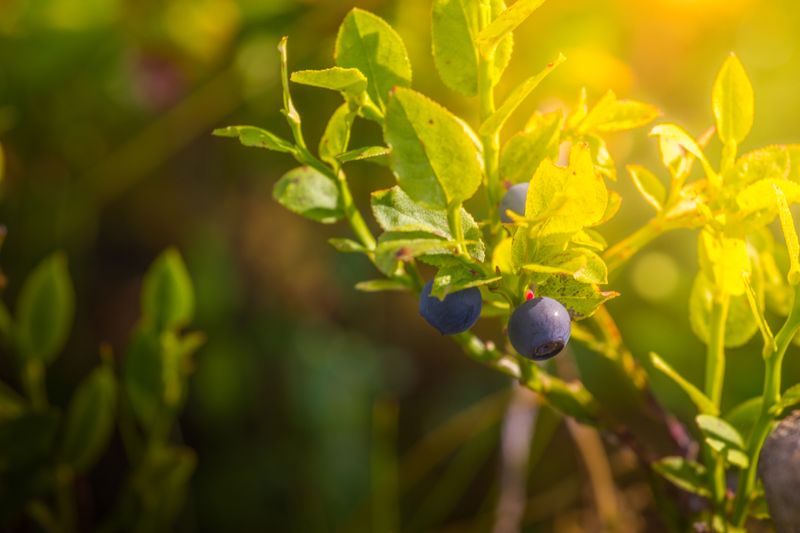 Planting In Too Much Sun Without Protection