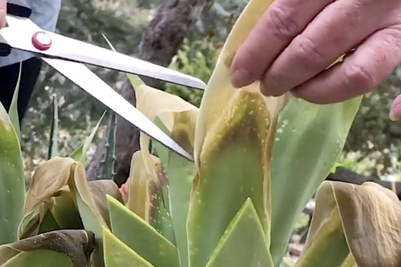 Replacing Plants Before Assessing Recovery