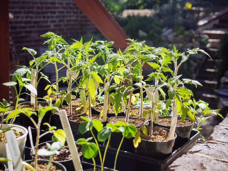 Rushing Transplanting Without Hardening Off Seedlings