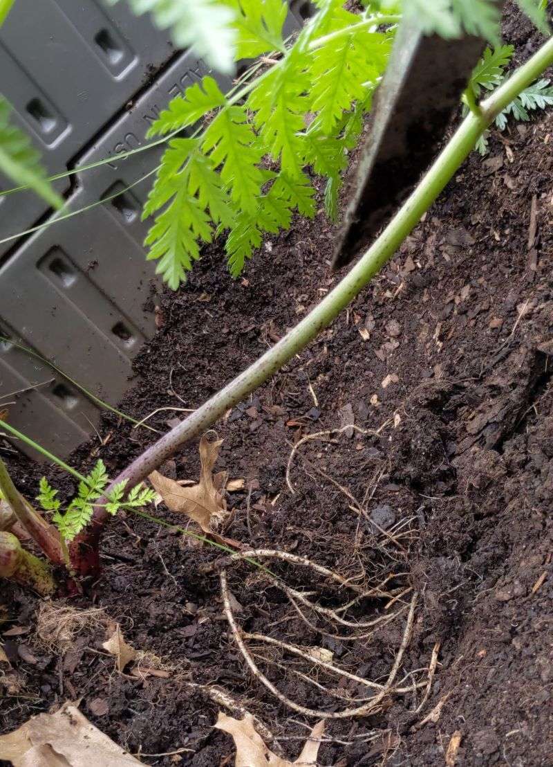 Remove Young Plants Before They Mature