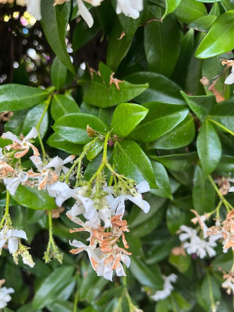 Pests And Diseases Attack Foliage And Tips