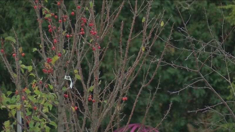 Water Stress Can Affect Blooming Patterns