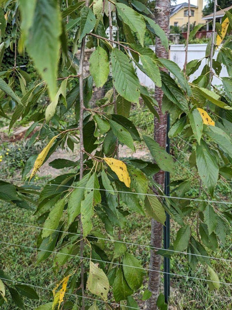 Tree Stress Causes Early Blossom Drop