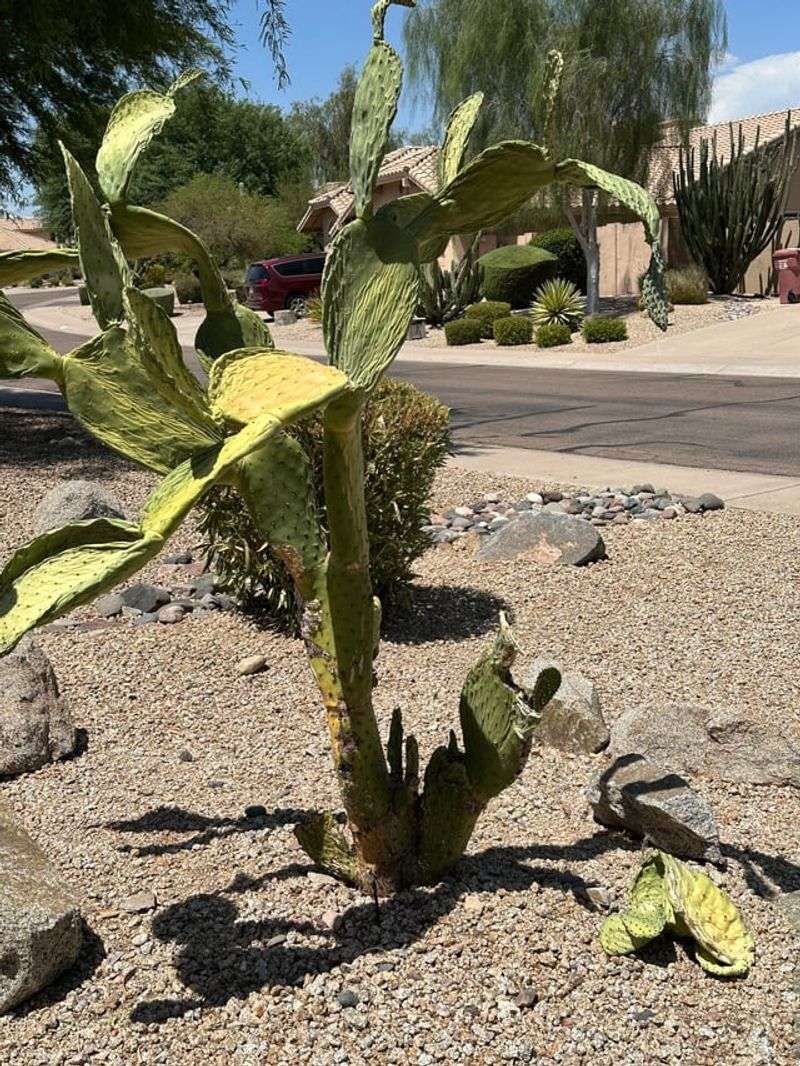 Plants Enter Heat With Weakened Root Systems