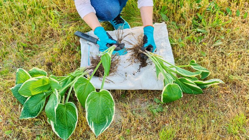 Overcrowded Clumps That Need Dividing