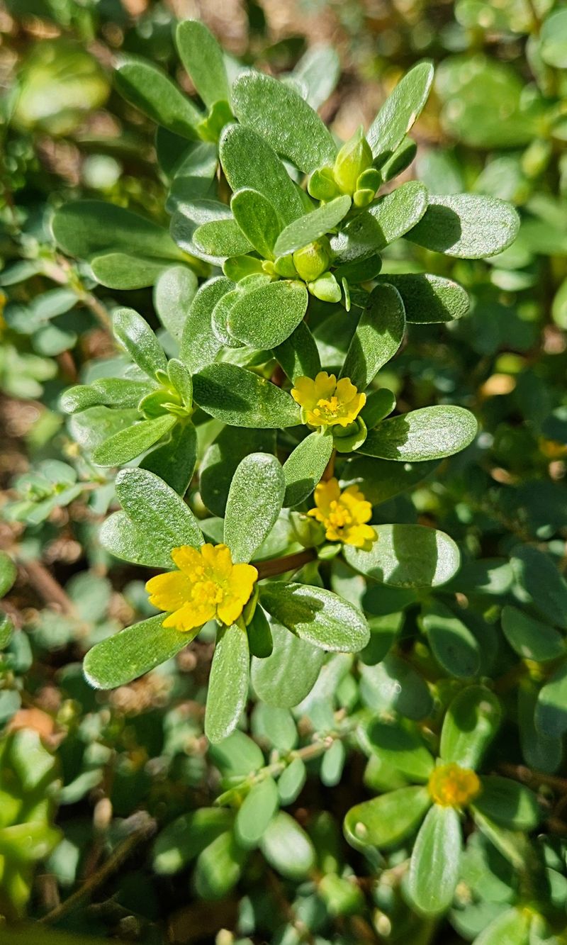 Purslane