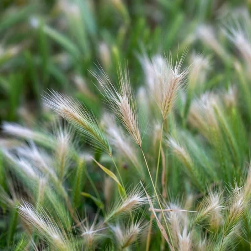 Foxtail