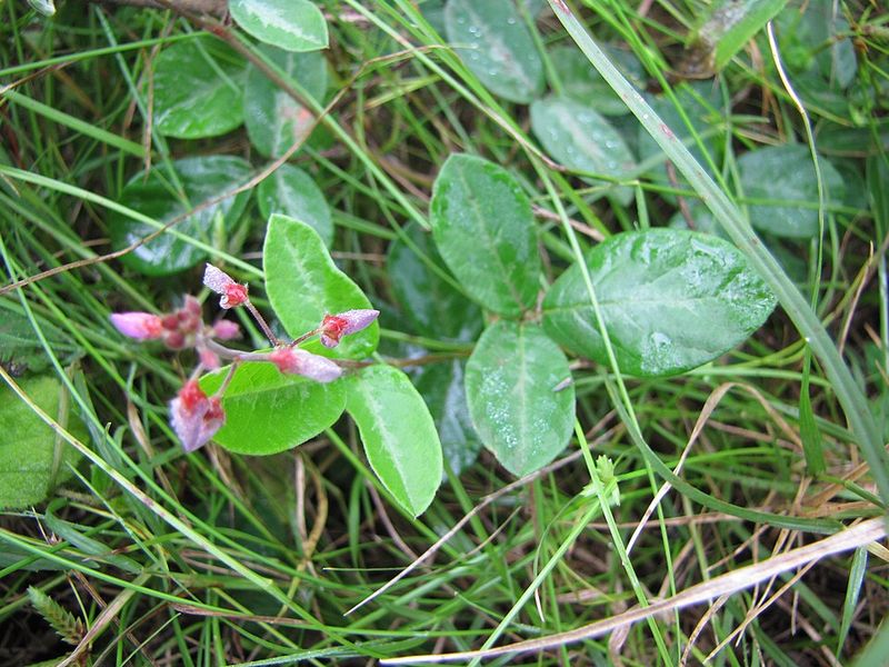 Creeping Beggarweed Sticks To Clothes With Velcro Seeds