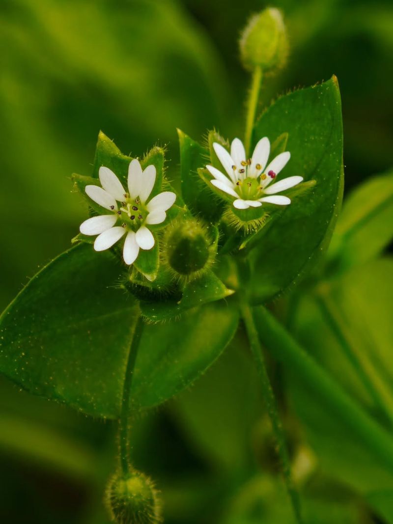 Chickweed