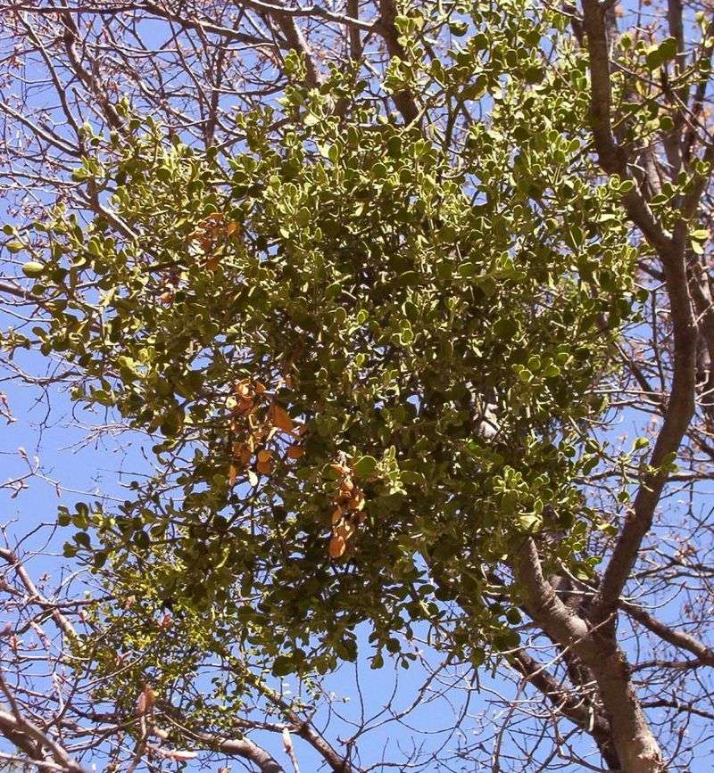 Mistletoe Clumps