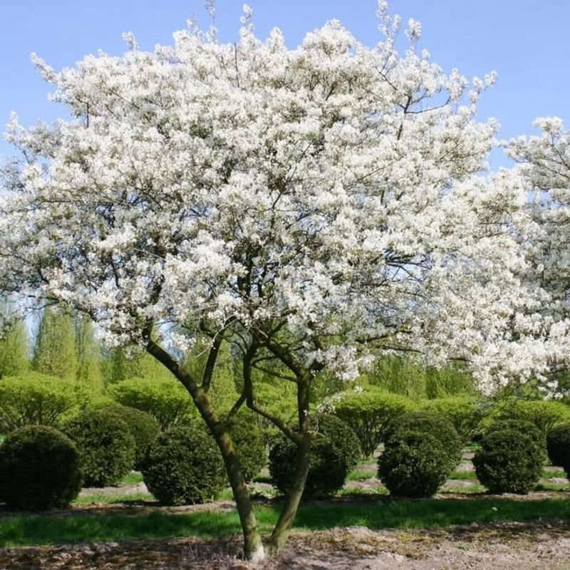 Serviceberry Trees Deliver Beauty And Edible Rewards