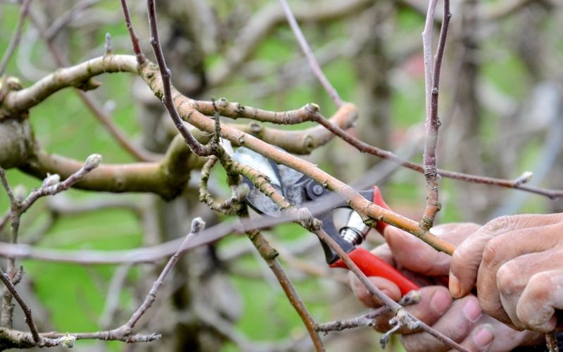 Maple Trees Love Early Spring Pruning Done Right