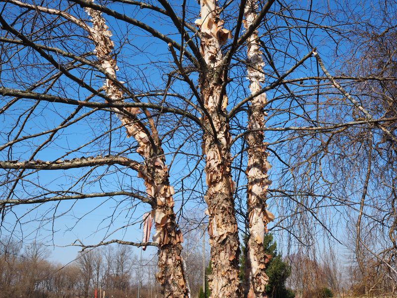 Birch Trees Keep Your Yard Constantly Active