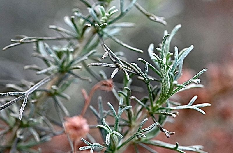 California Sagebrush