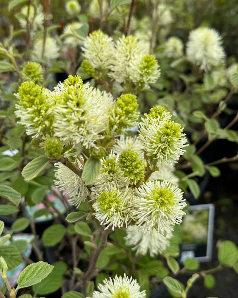 Fothergilla