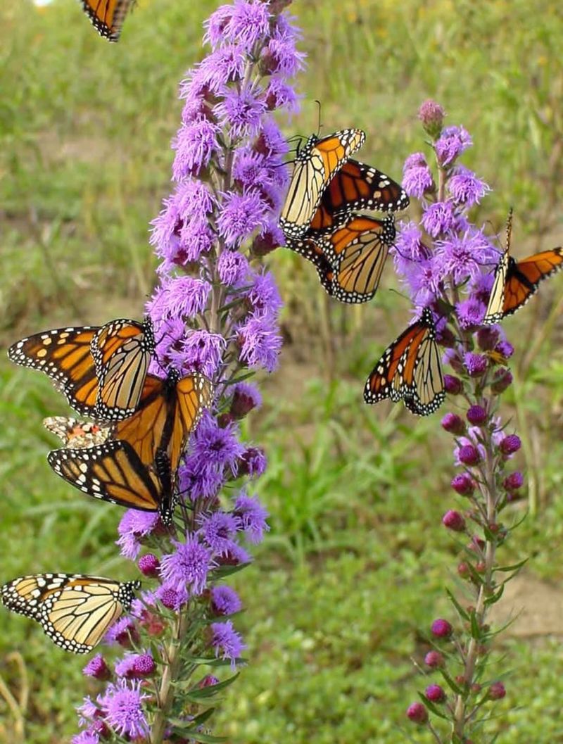 Blazing Star Sends Up Tall Spikes That Draw Butterflies