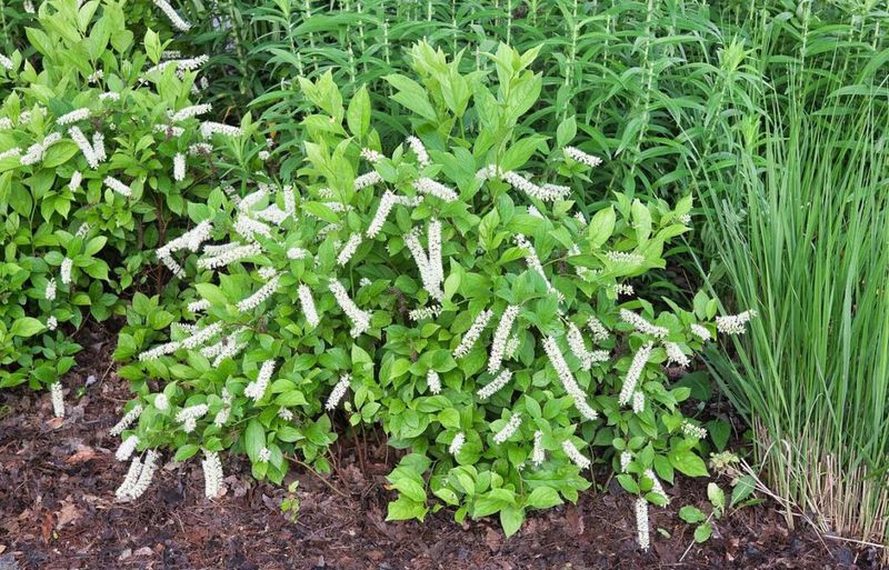 Virginia Sweetspire Stays Graceful Without Taking Over