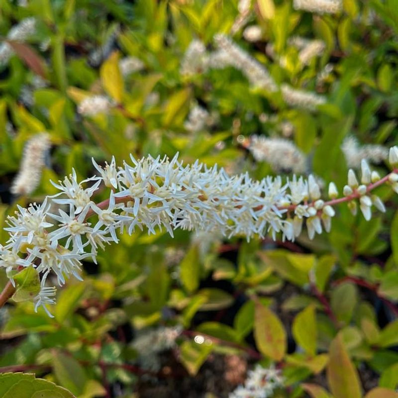 Virginia Sweetspire Brings Reliable Spring Growth And Fall Color