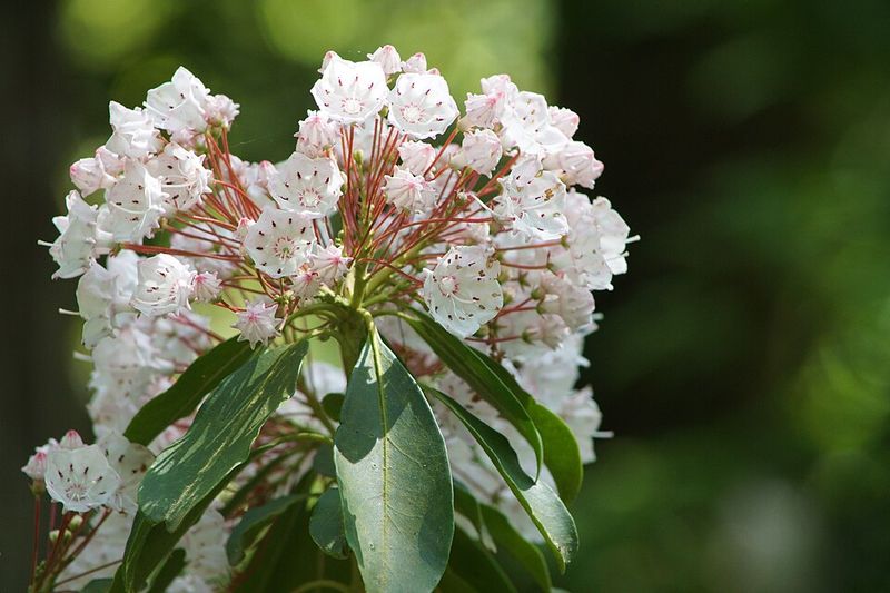 Mountain Laurel Offers Late Spring Blooms And Evergreen Leaves