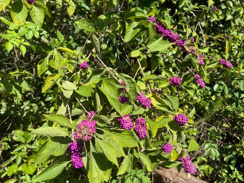 American Beautyberry (Callicarpa Americana)