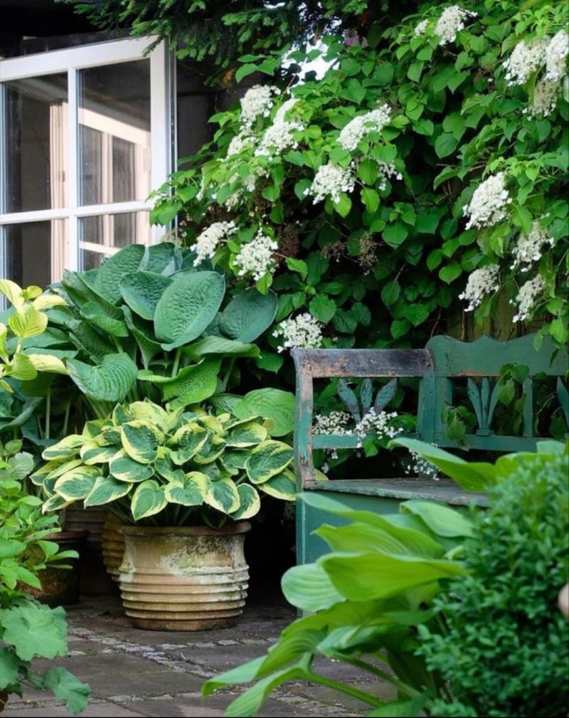 Climbing Hydrangea (Hydrangea Anomala Subsp. Petiolaris)