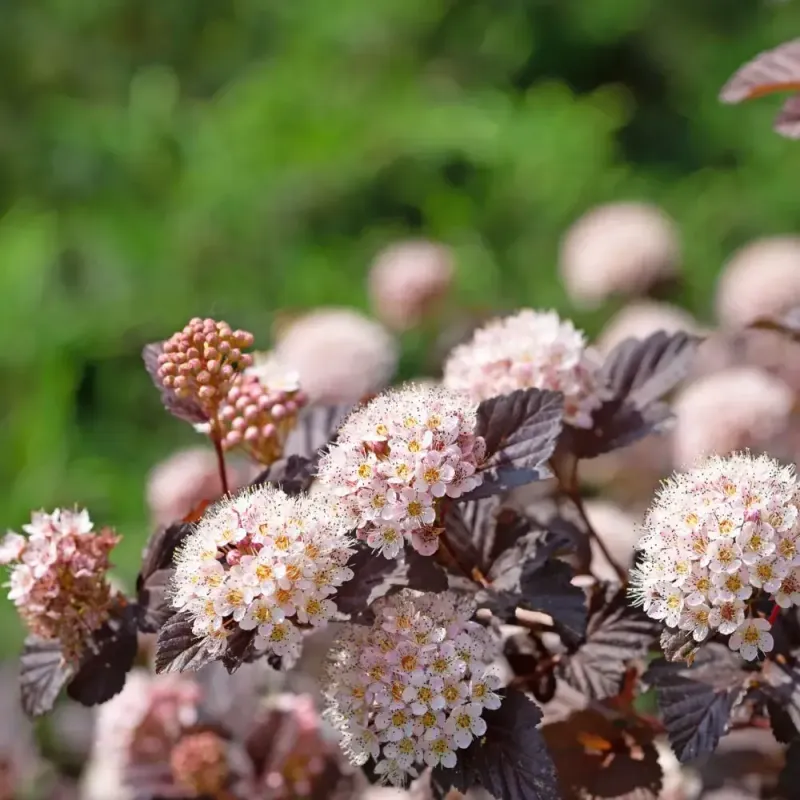 Ninebark Adds Texture And Color Along Fence Lines