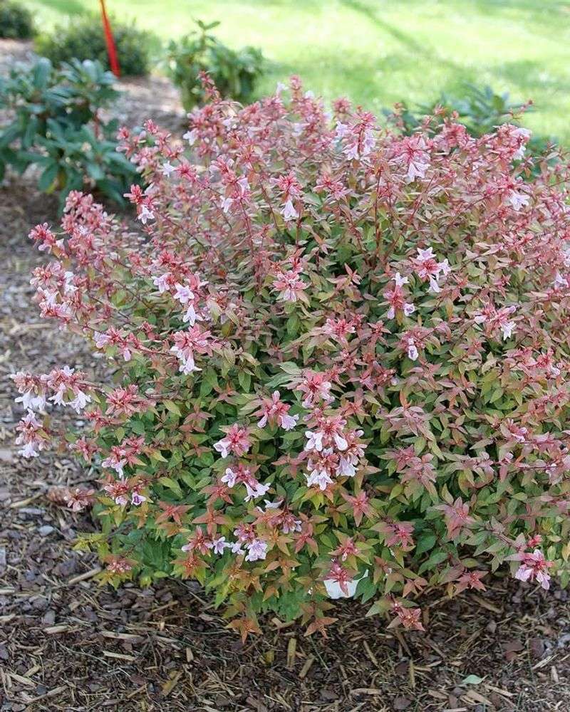 Abelia Blooms For Months And Tolerates Heat Well
