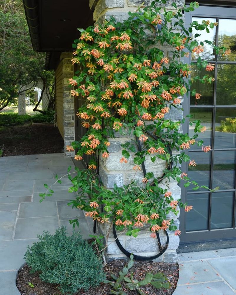 Coral Honeysuckle Climbs Easily In Southern Heat