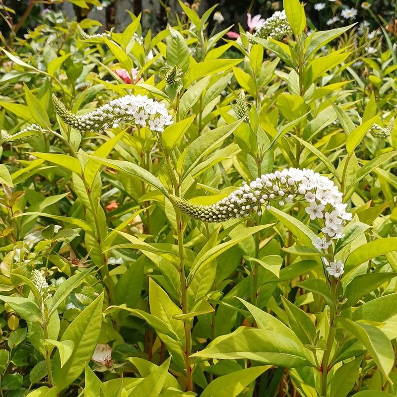Gooseneck Loosestrife Can Take Over In A Hurry