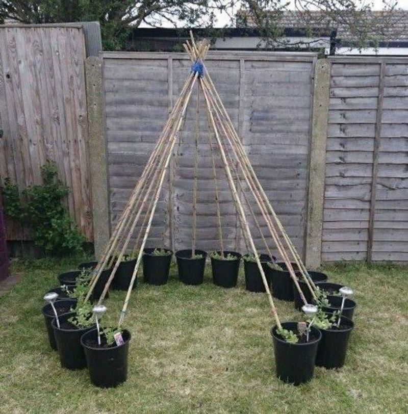 Bamboo Teepee Trellis